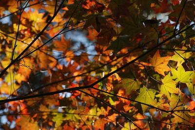高山上楓紅片片的景致，為深秋增添熱鬧氣息（本圖由東勢林場提供）