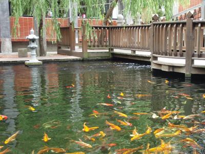 池塘中放養錦鯉，讓庭園景觀增色不少