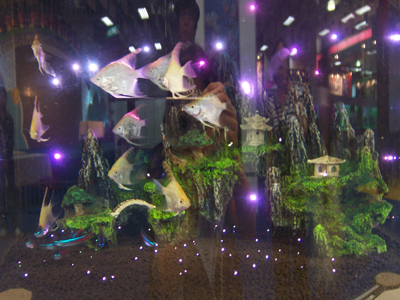 在燈光巧妙的布置下，魚缸也能變得很浪漫；圖為本屆水族器材創意設計比賽第一名作品「滿天星光纖造景」，運用LED光源延伸出100個光點和豐富顏色變化