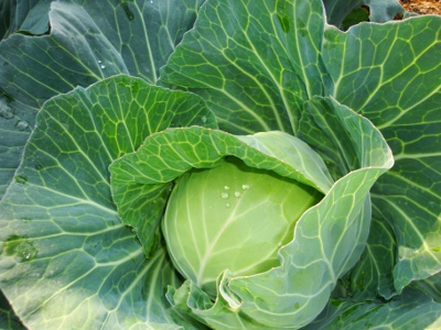 新鮮健康的有機蔬菜