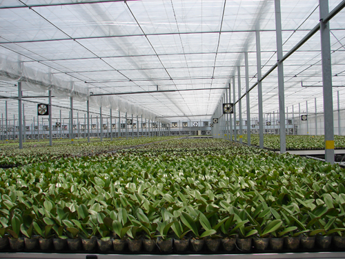 這一大片的蝴蝶蘭將提供內外銷市場供需(本圖由台北花卉產銷公司提供)